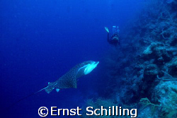 " The Eagle Flies "  at Black Coral Canyon , Salt Cay by Ernst Schilling 